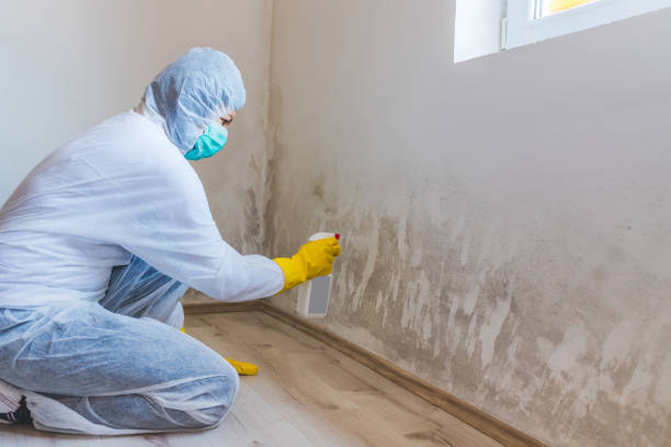 Professional Mold Inspection, Removal & Remediation in Harrisville, RI